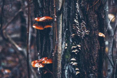 Bir sonbahar ağacının gövdesinde mantarlar.