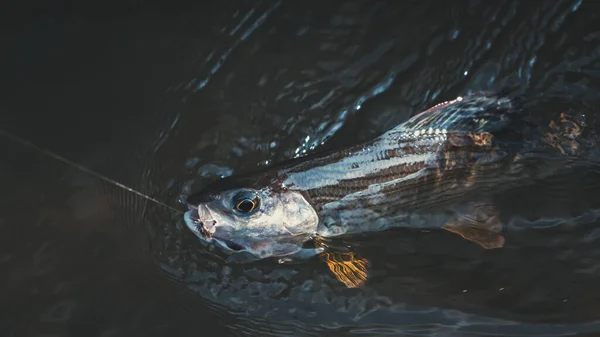 Grayling es atrapado en una mosca seca . —  Fotos de Stock