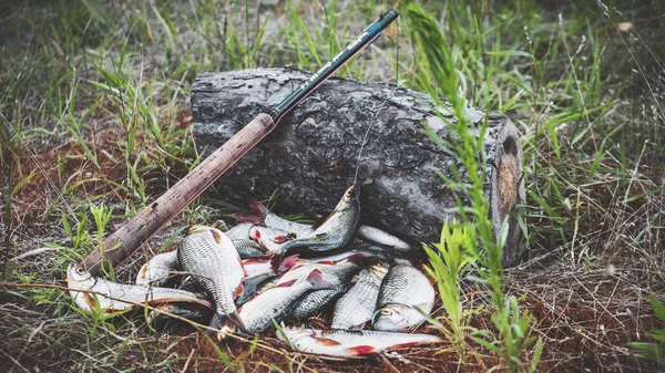 Buena captura de peces por el método tenkara . —  Fotos de Stock