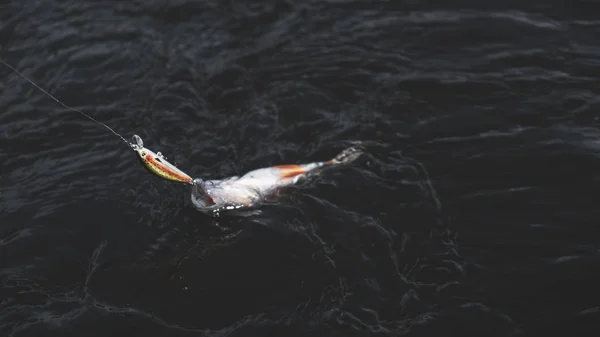 A beautiful perch is caught on a spinning rod. — Stock Photo, Image