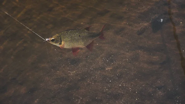 Beautiful fish on the hook. — Stock Photo, Image