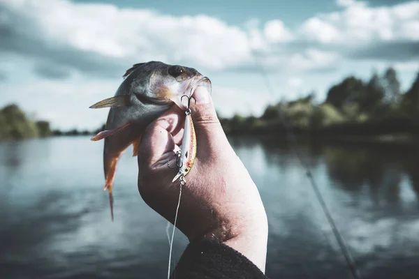 Gyönyörű sügér a halászok kezében.. — Stock Fotó