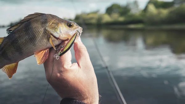 Beautiful perch in fisherman hands. — Stock Photo, Image