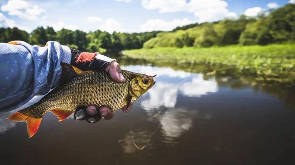 Un hermoso pez en la mano del pescador . —  Fotos de Stock