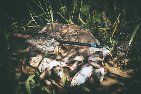 Buena captura de peces por el método tenkara . —  Fotos de Stock