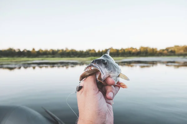 Barsch in Fischerhänden. — Stockfoto