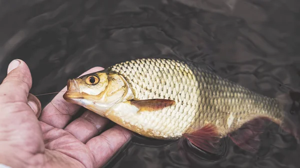 Pescado en el anzuelo. Pesca con mosca . — Foto de Stock