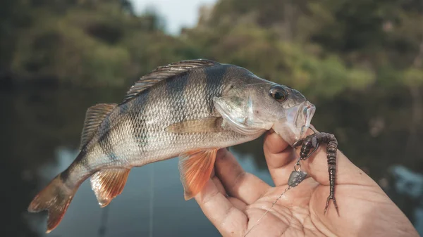 Perch in fisherman hands. — Stock Photo, Image