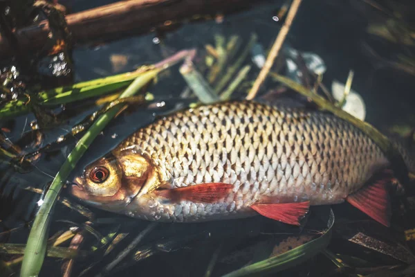 Aparejos de pesca y peces capturados en ellos. Tenkara. . — Foto de Stock