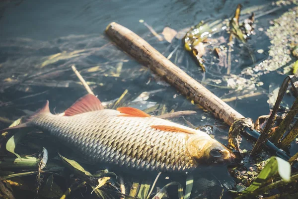 Aparejos de pesca y peces capturados en ellos. Tenkara. . —  Fotos de Stock