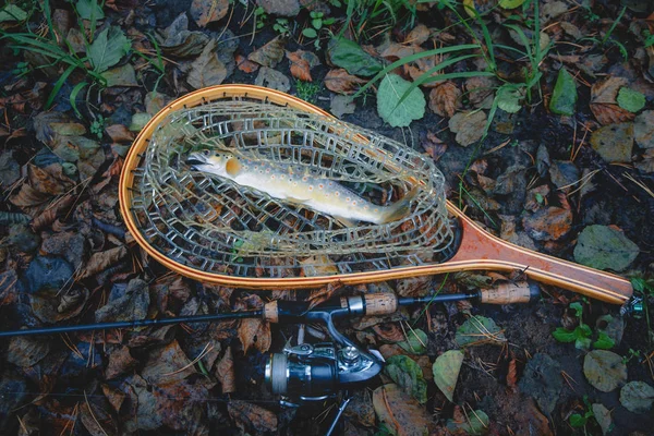 Öring fångad i landningsnät. Fiske efter öring. — Stockfoto