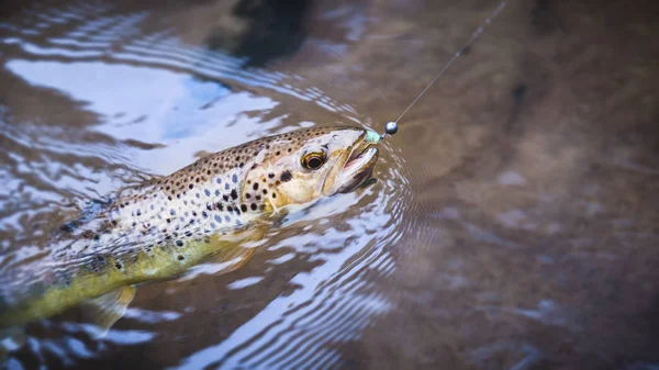 Beautiful trout was caught on spinning. — 스톡 사진