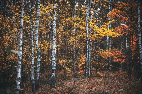 Žlutá podzimní březový les — Stock fotografie