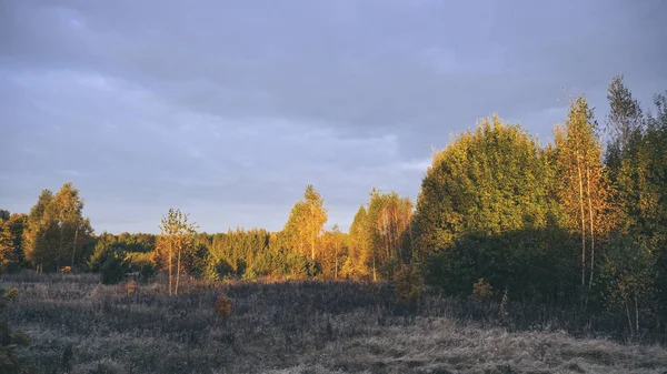 Koruny podzimních stromů v paprscích úsvitu. — Stock fotografie
