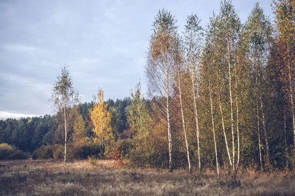 Malebný podzimní les. Povaha Běloruska. — Stock fotografie