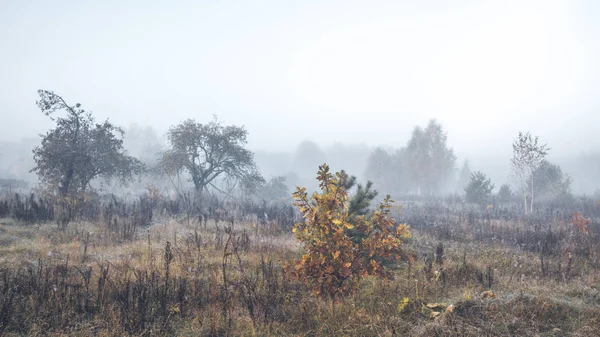 Mlha ve starém podzimním jablečném sadu. — Stock fotografie