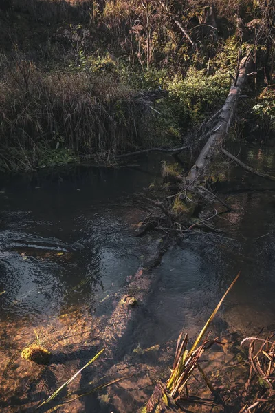 An old tree fell into a stream. — 스톡 사진