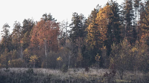 Kolorowy jesienny las. Charakter Białorusi. — Zdjęcie stockowe