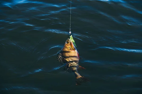 Perch caught on a soft bait. — Stock Photo, Image