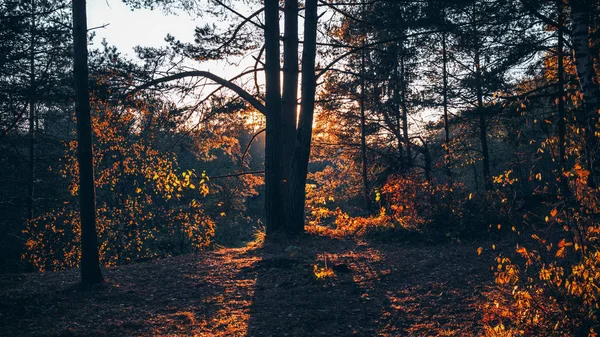 Pintoresco bosque otoñal. La naturaleza de Belarús . — Foto de Stock