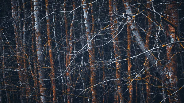 Malebný podzimní les. Povaha Běloruska. — Stock fotografie