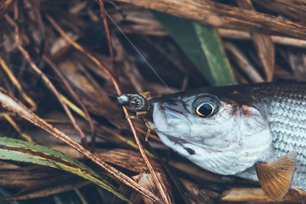 Grayling catturato su un'esca morbida . — Foto Stock