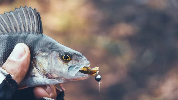Fisherman holds a fish in his hand. — Stock Photo, Image