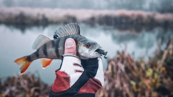 Pêcheur tient un poisson dans sa main . — Photo