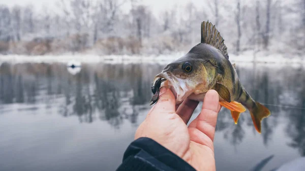 Pescatore tiene in mano un pesce . — Foto Stock