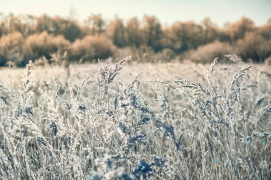 Sahadaki çimenler kırağı kaplamış..