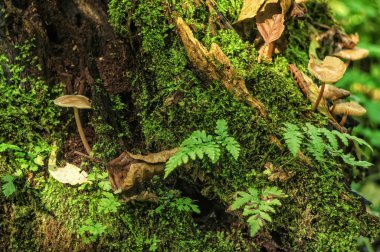 Eski bir ağaç kütüğü tarihinde mantarlar.