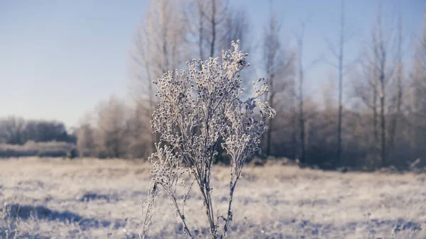 The grass on the field is covered with hoarfrost. — Stock Photo, Image