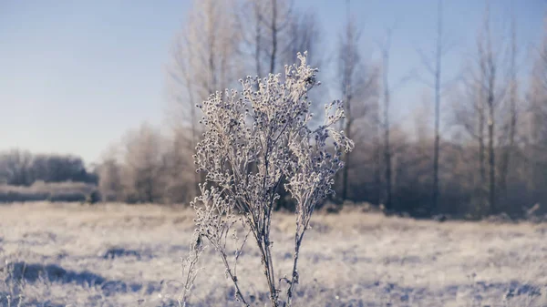 Das Gras auf dem Feld ist mit Raureif bedeckt. — Stockfoto