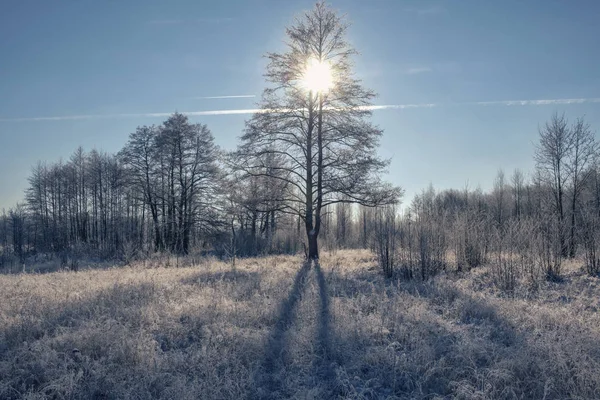 La corona dell'albero è coperta di brina — Foto Stock