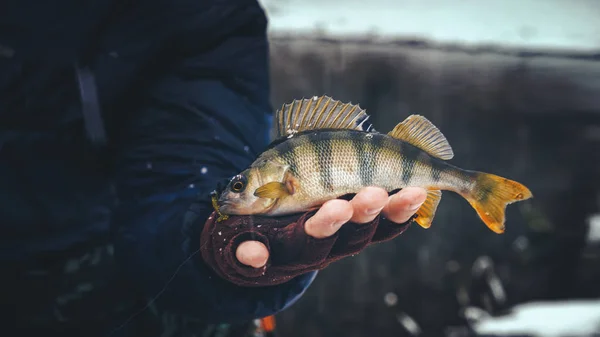 Fiskaren håller en fisk i handen. — Stockfoto