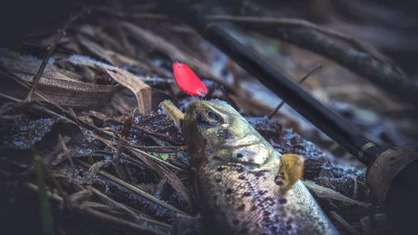 Een kleine mooie forel, gevangen op een lepel-aas. — Stockfoto