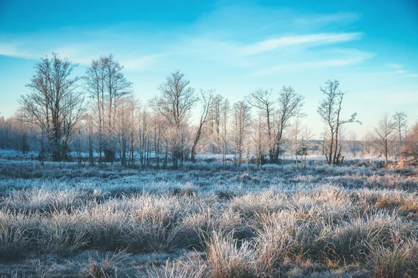 Hoarfrost spadl ráno na trávu u řeky. — Stock fotografie