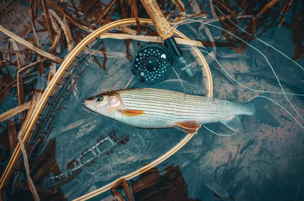 Grayling es la pesca con mosca en agua dulce . —  Fotos de Stock