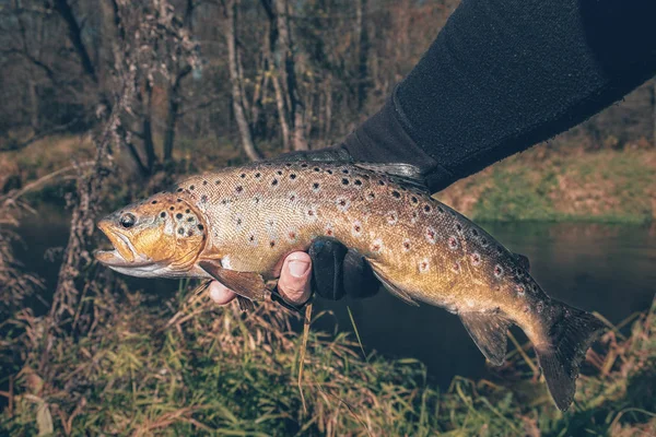 A beautiful brown trout is caught spinning. — Stock Photo, Image