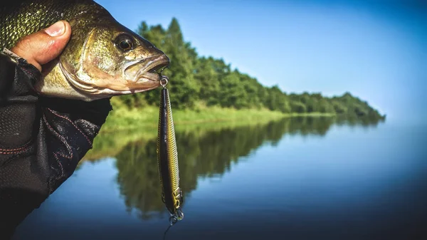 På kroken. Abborren är fångad på wobblers. — Stockfoto