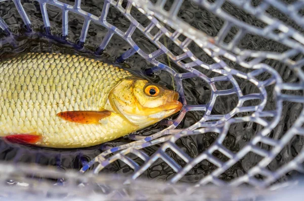 Rudd pescó mosca. Pesca en una mosca artificial . — Foto de Stock