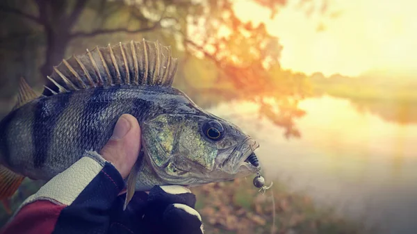 Fishing. Perch on the hook. — Stock Photo, Image
