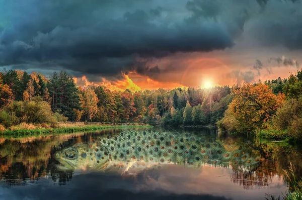 鳟鱼的梦 鳟鱼的梦 多次暴露。 河里的野生褐色鳟鱼，背景是美丽的日落天空和秋天的森林. — 图库照片