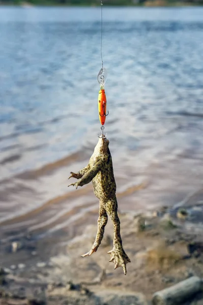 Sapo capturado em wobbler . — Fotografia de Stock