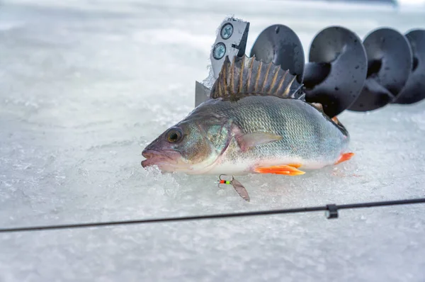 Persico pescato a cucchiaio pesca sul ghiaccio . — Foto Stock