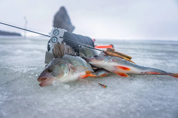 Perca atrapada en la cuchara de pesca en el hielo . — Foto de Stock