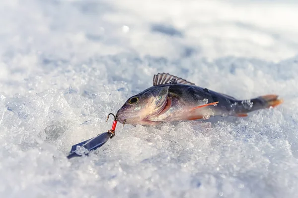 Perca atrapada en la pesca con hielo . — Foto de Stock
