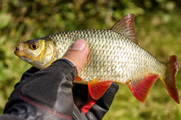 fly fishing flies. Fishing on an artificial fly.