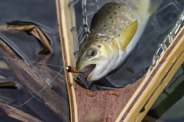 Trota Pescata Mosca Pesca Una Mosca Artificiale — Foto Stock