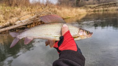 Beautiful grayling caught fly fishing. Fly fishing. clipart